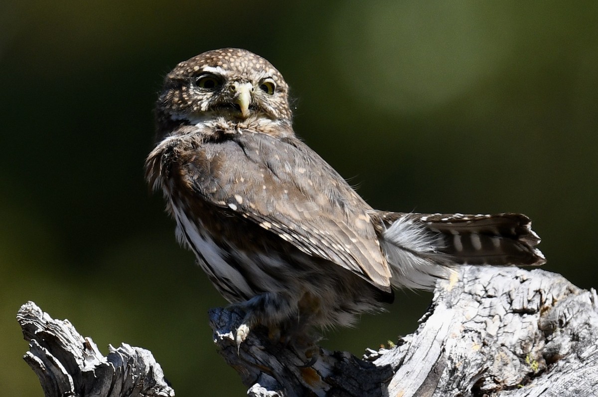 Northern Pygmy-Owl - ML490263621