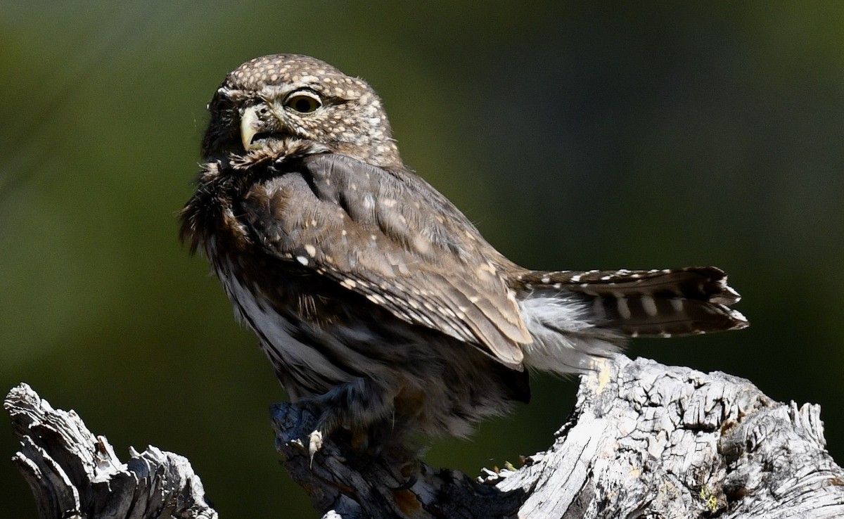 Northern Pygmy-Owl - ML490263641