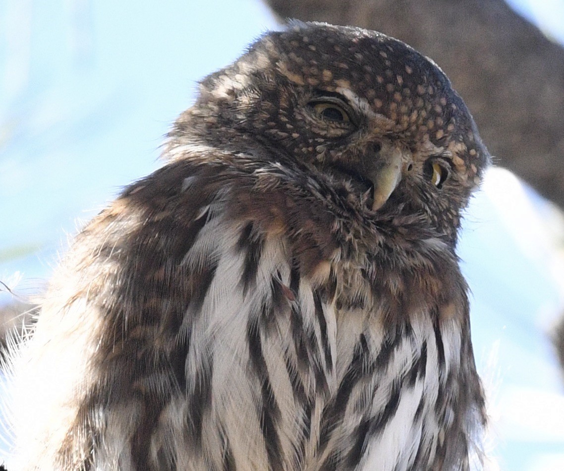 Northern Pygmy-Owl - ML490263751