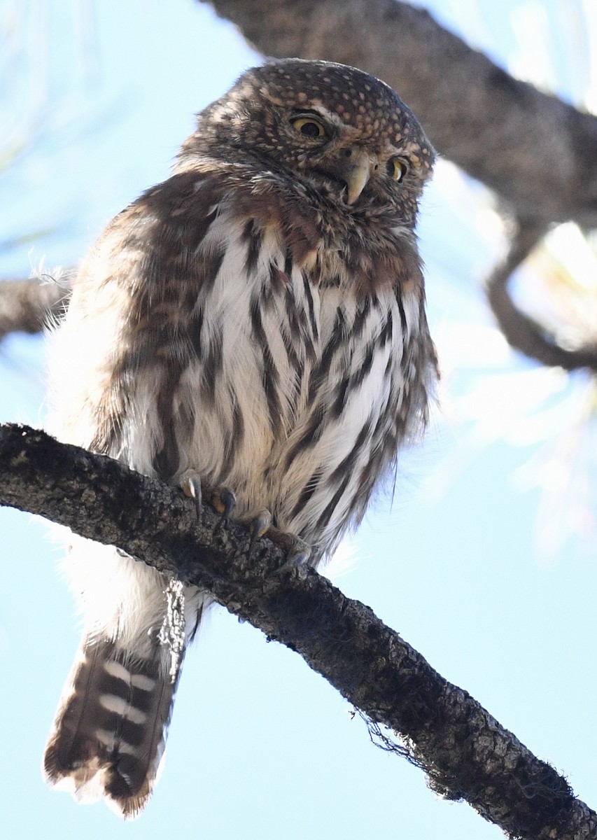 Northern Pygmy-Owl - ML490263761