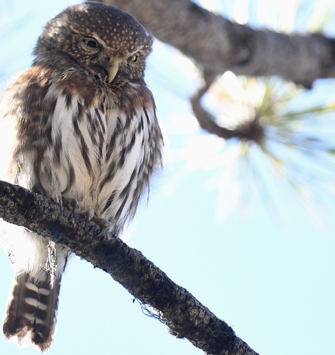 Northern Pygmy-Owl - ML490263771