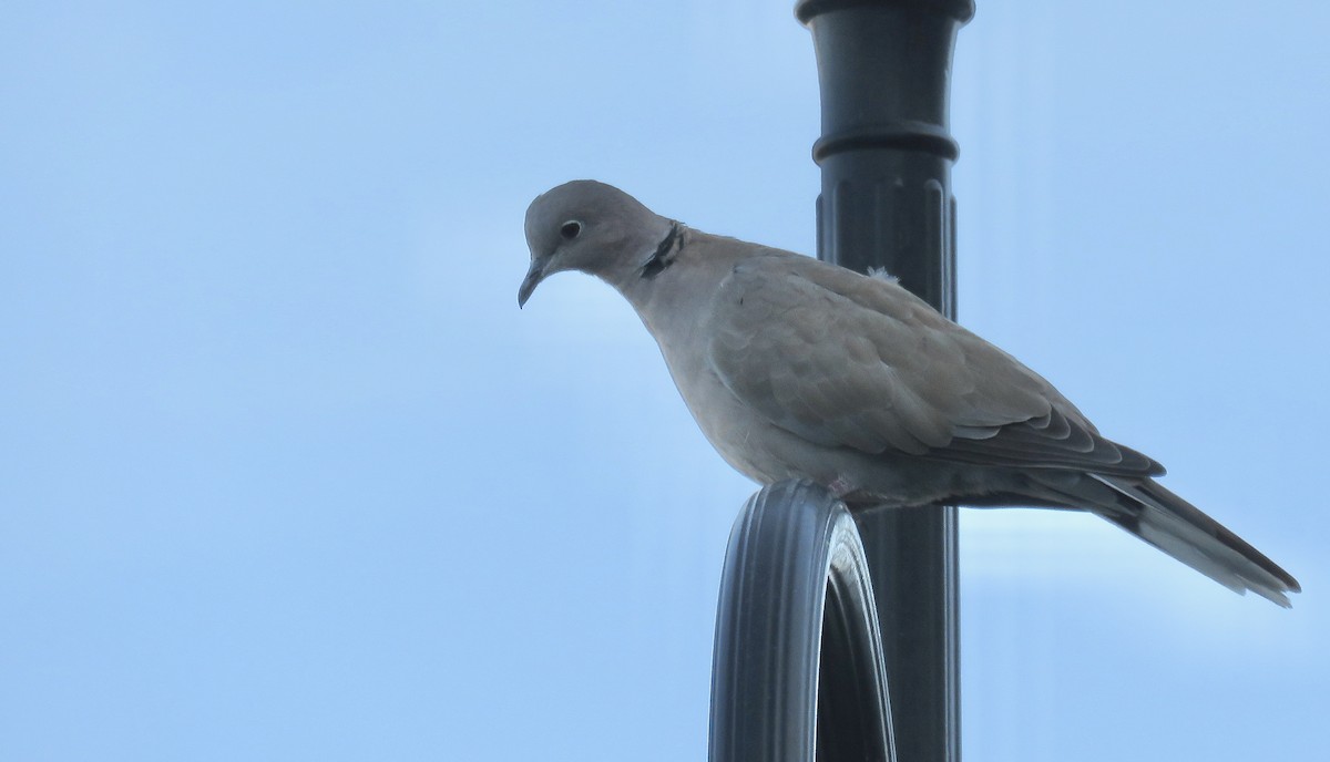 Eurasian Collared-Dove - ML490264301
