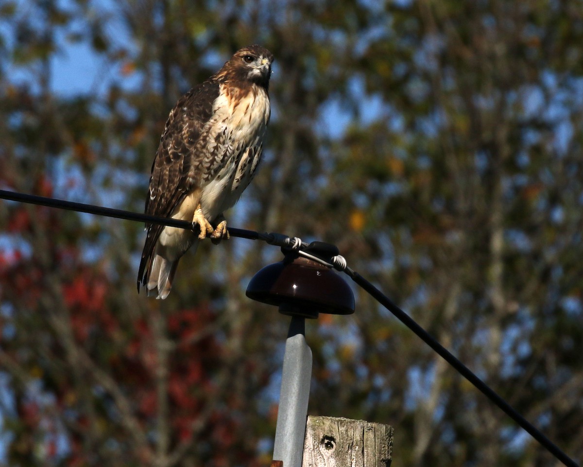 Red-tailed Hawk - ML490264451