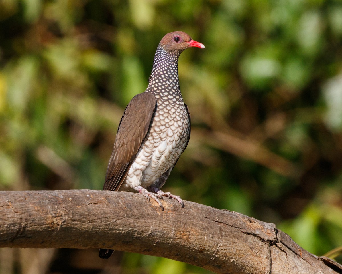 Scaled Pigeon - ML490264491