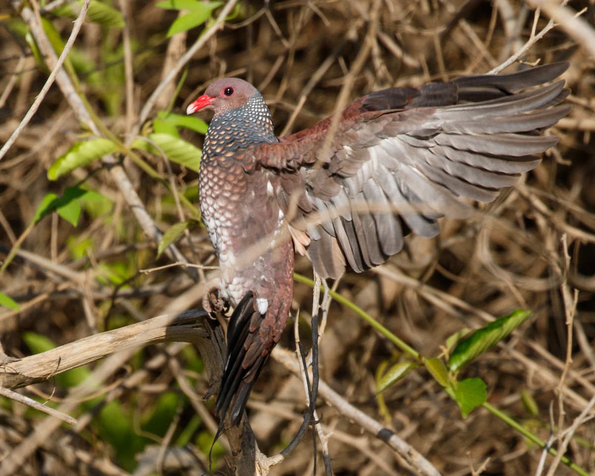 Scaled Pigeon - ML490264511