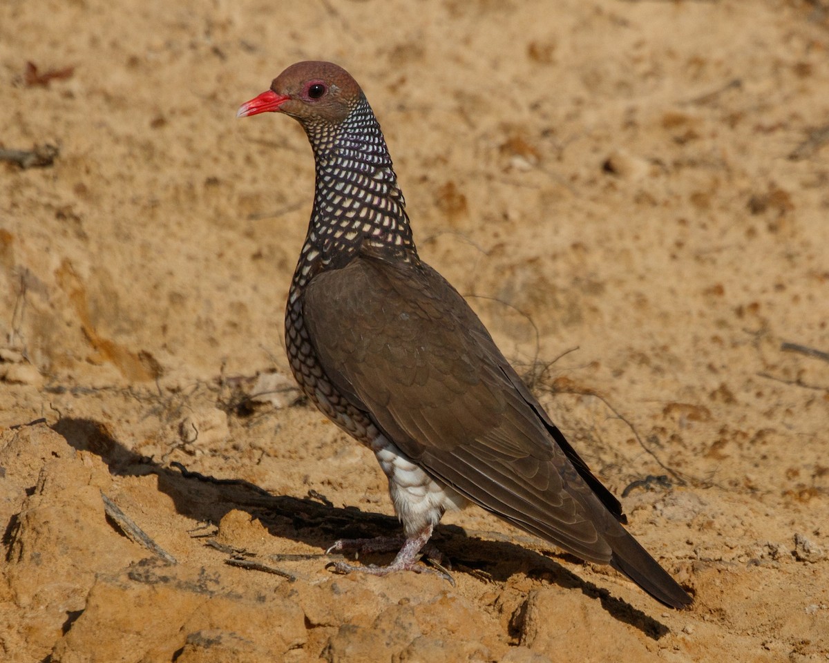 Scaled Pigeon - ML490264531