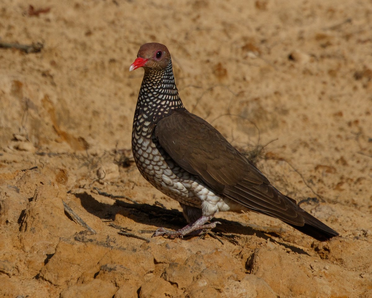 Scaled Pigeon - ML490264541
