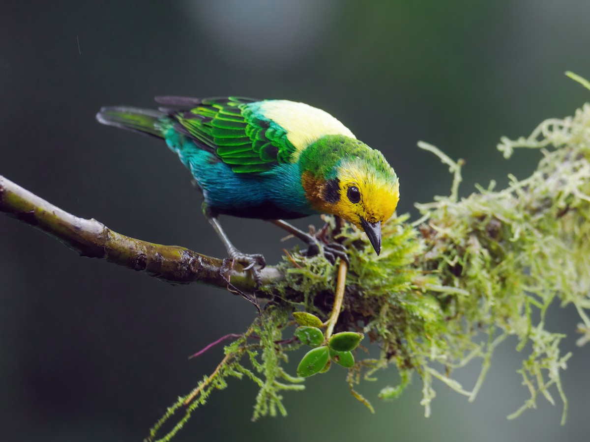 Multicolored Tanager - ML490264561
