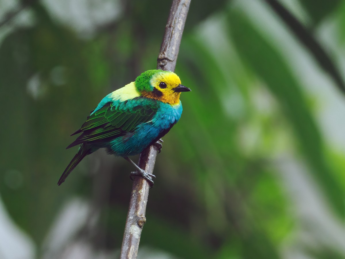 Multicolored Tanager - ML490264571