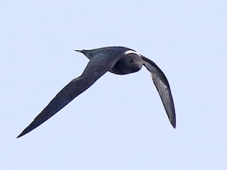  - White-naped Swift