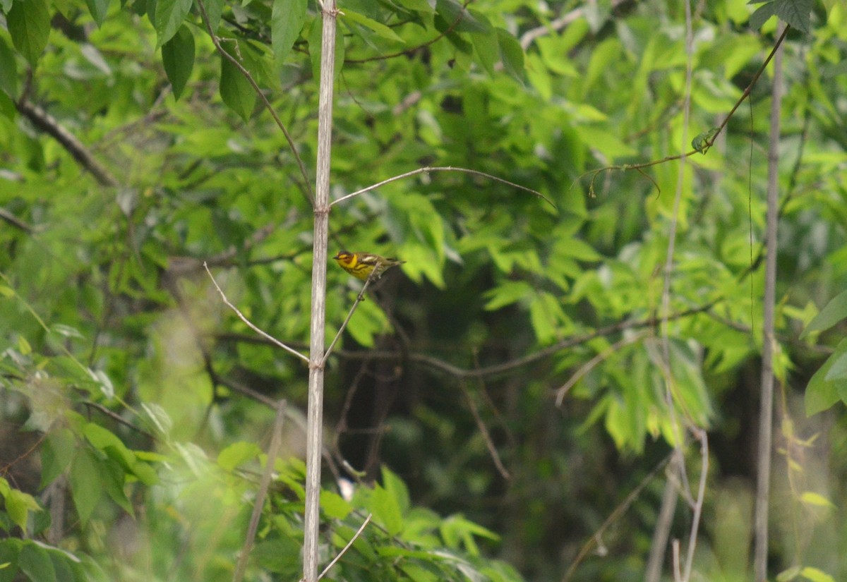 Cape May Warbler - ML49026481