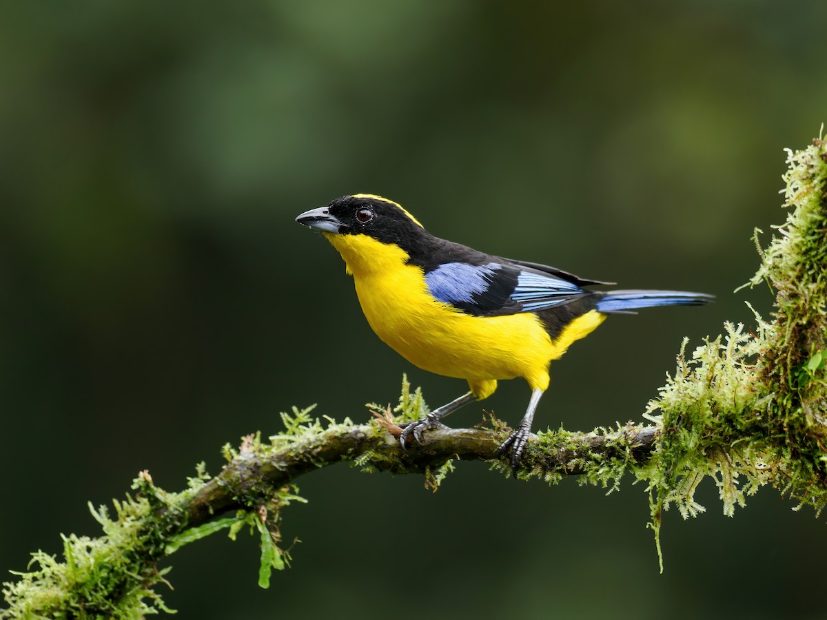 Blue-winged Mountain Tanager (Blue-winged) - ML490264831