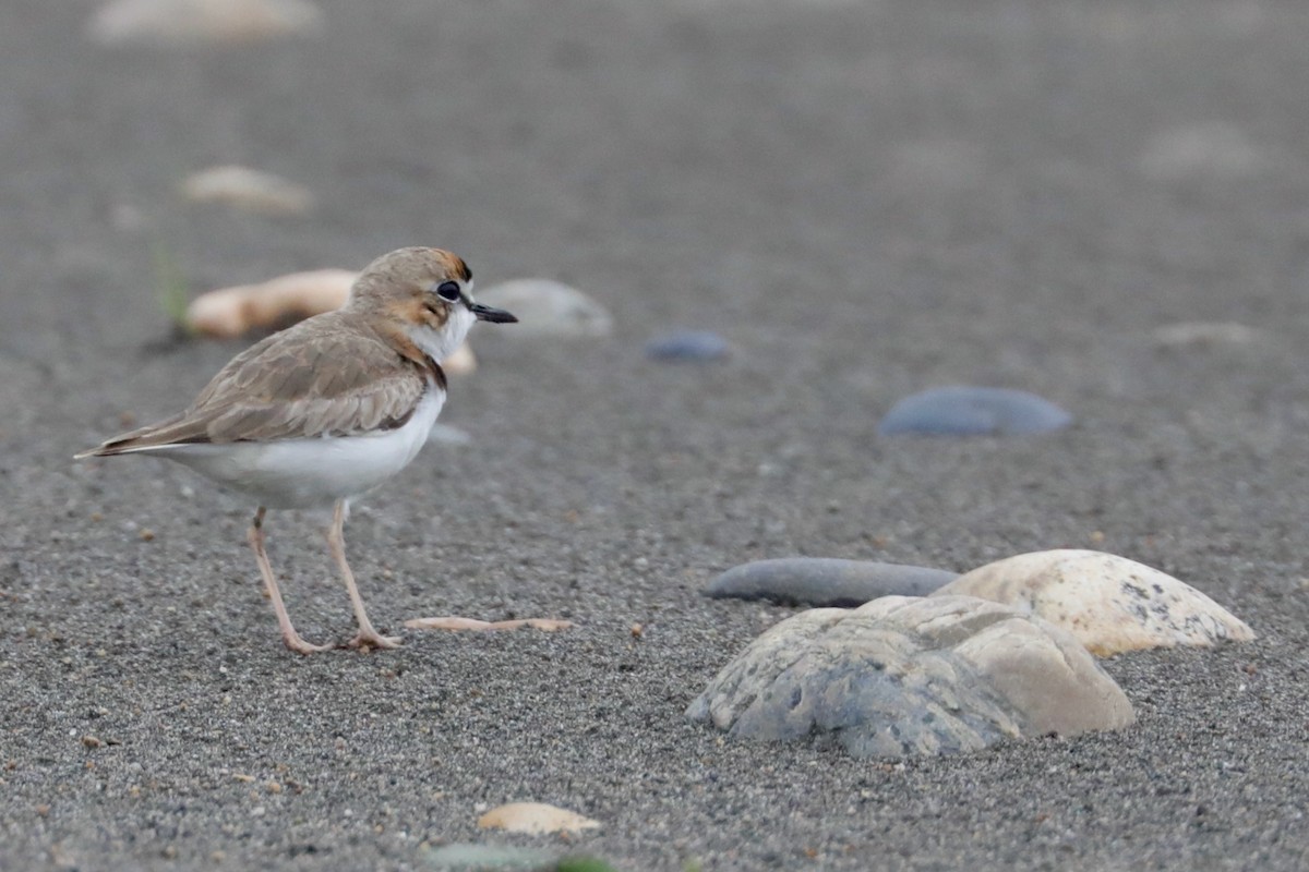 Collared Plover - ML490265581