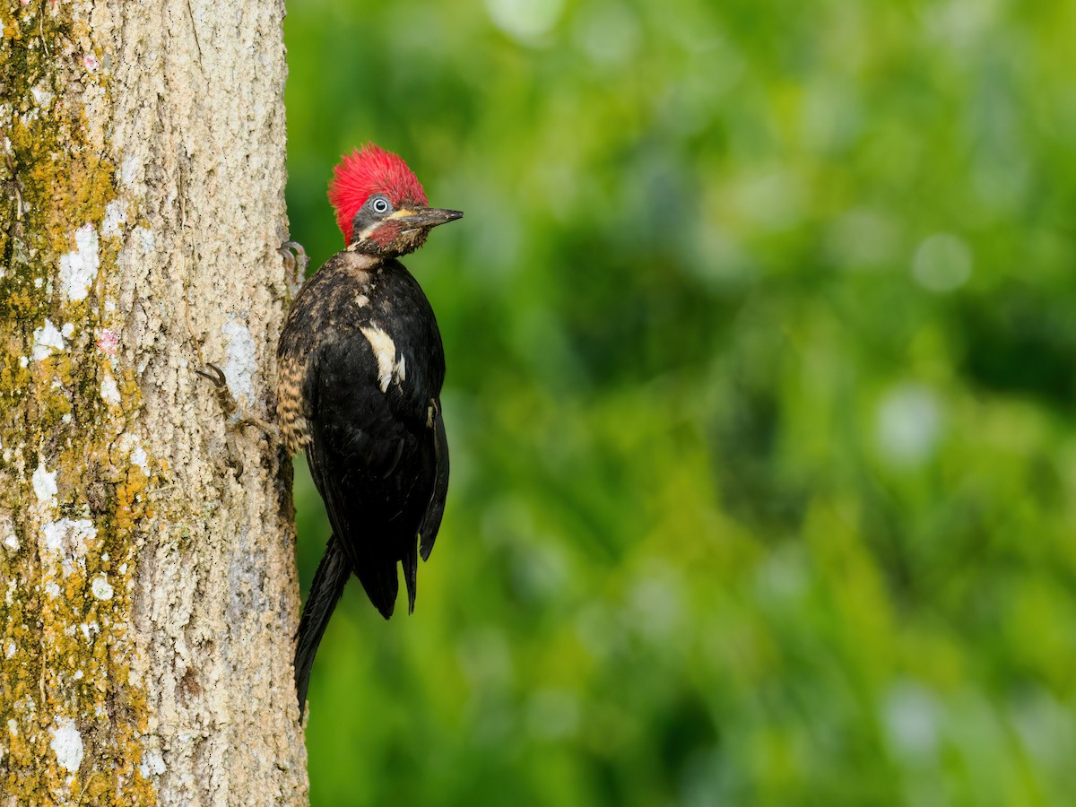 Lineated Woodpecker (Lineated) - ML490266331