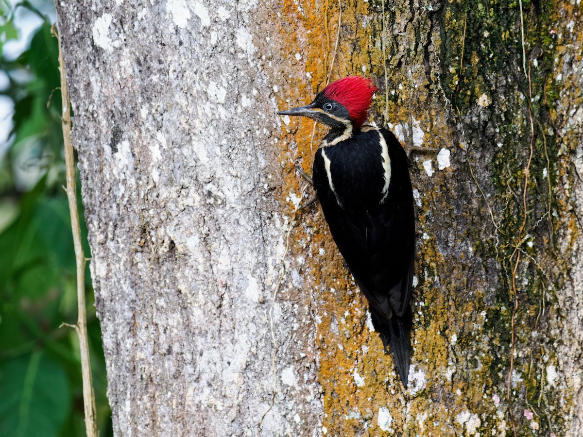 Lineated Woodpecker (Lineated) - ML490266341