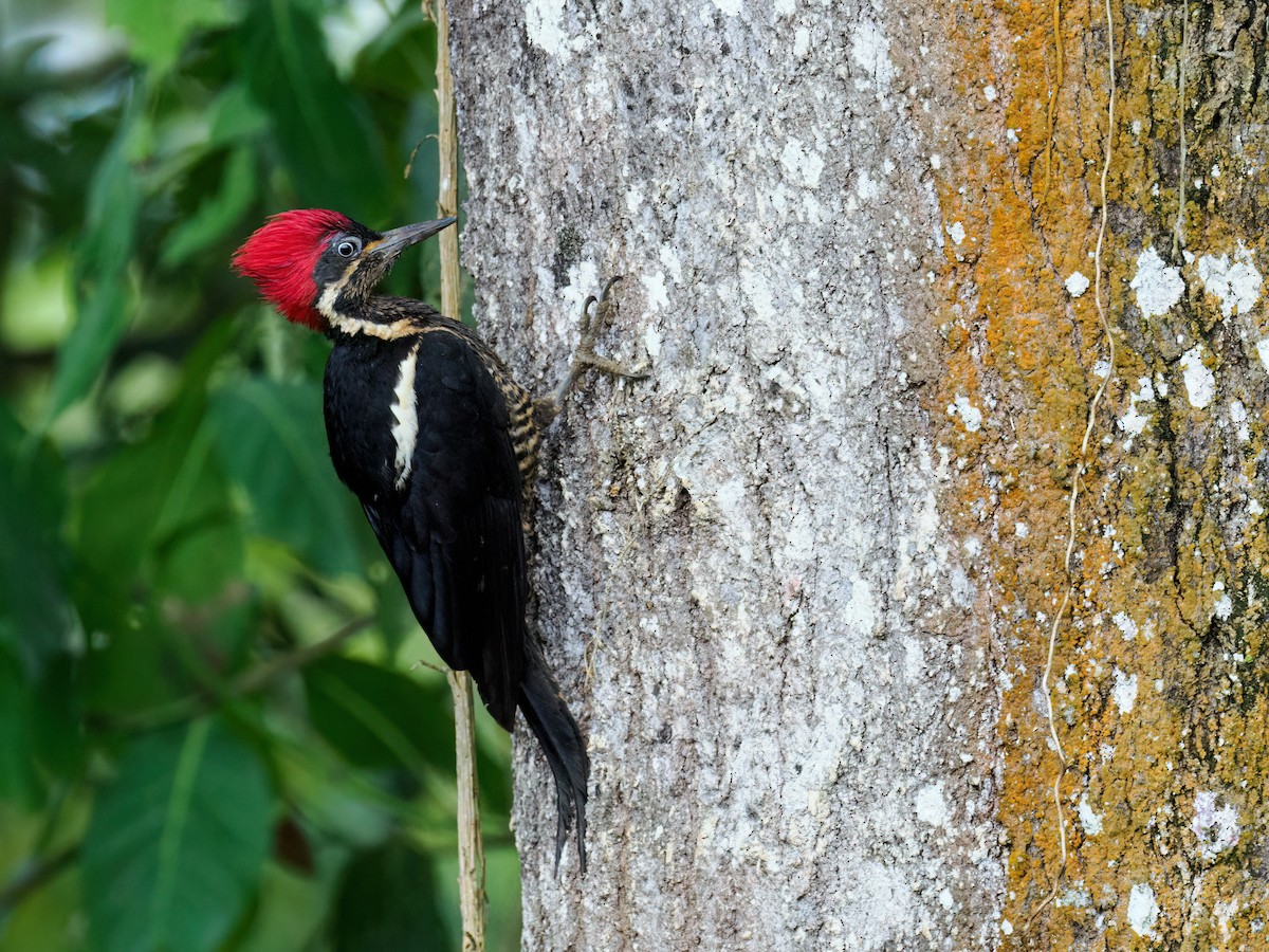 Lineated Woodpecker (Lineated) - ML490266351