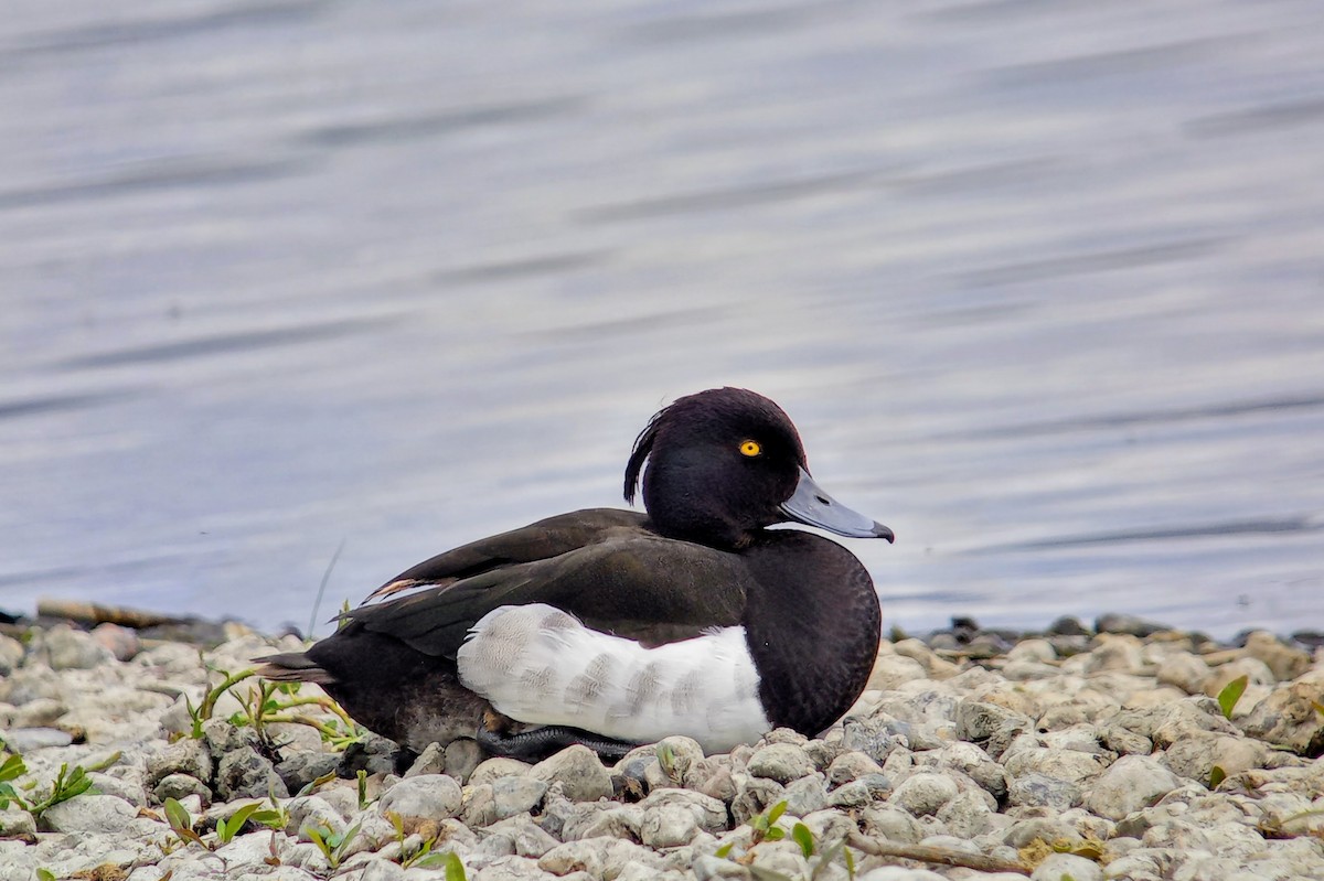 Tufted Duck - ML490267551