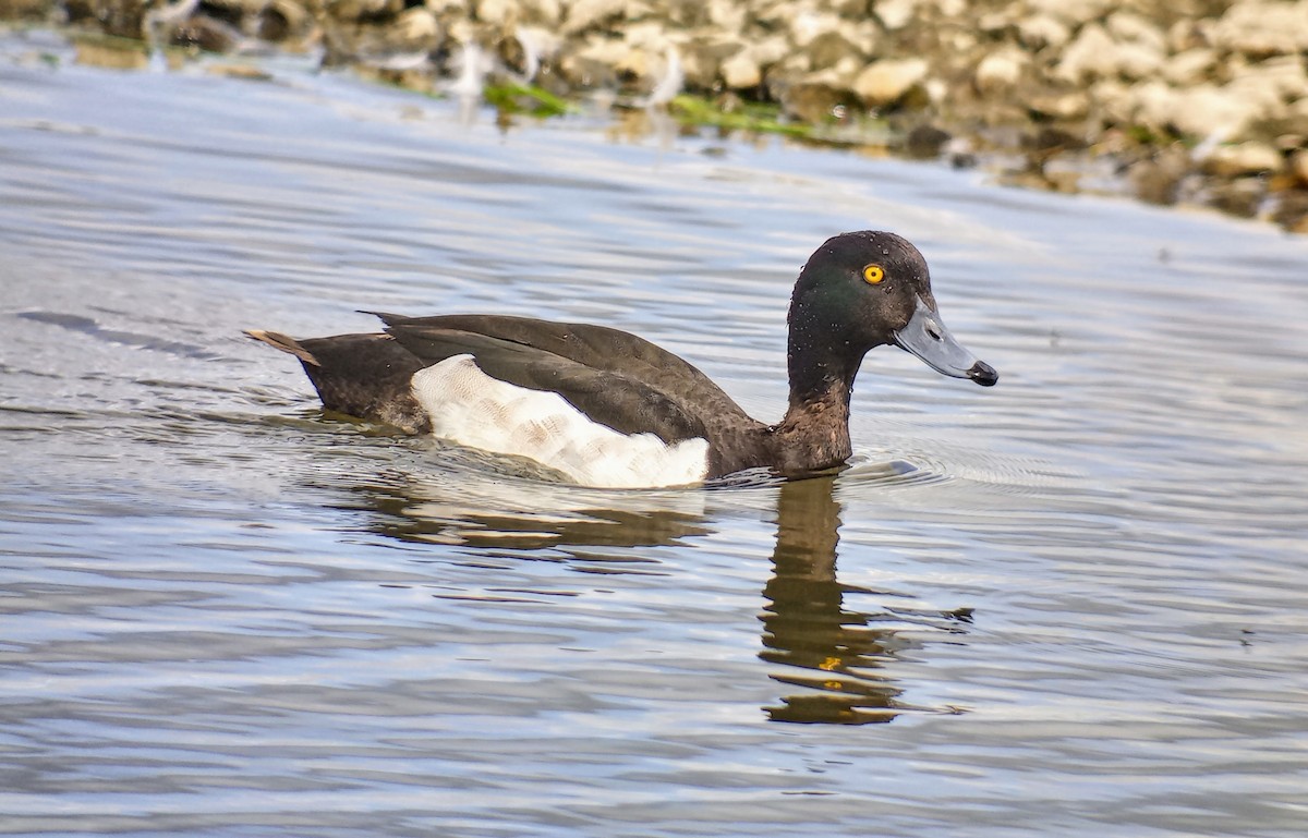 Tufted Duck - ML490267561