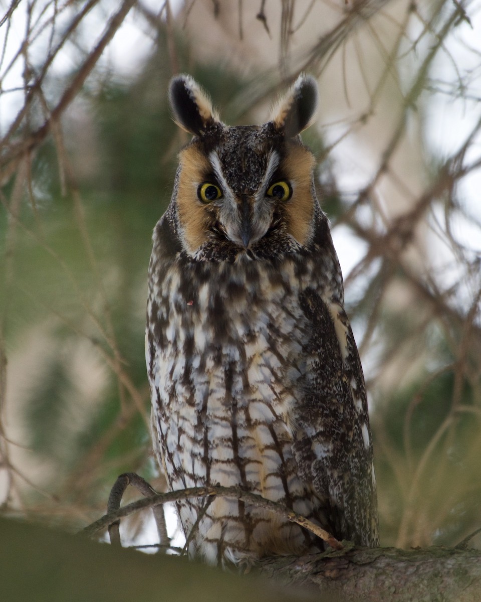 Long-eared Owl - ML49026761
