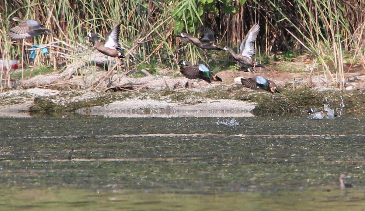 Blue-winged Teal - ML49026881