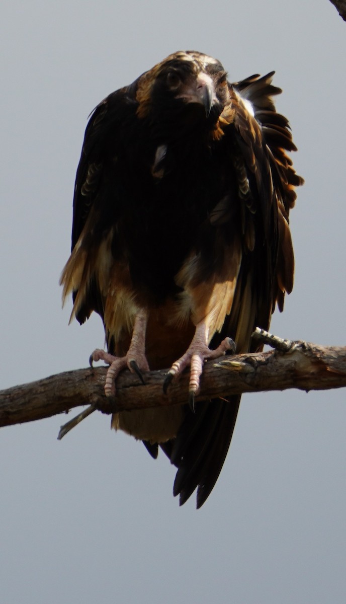 Black-breasted Kite - ML490269981