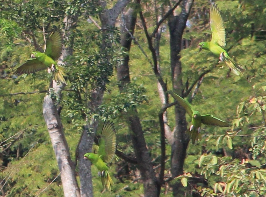 Pacific Parakeet - ML49027201