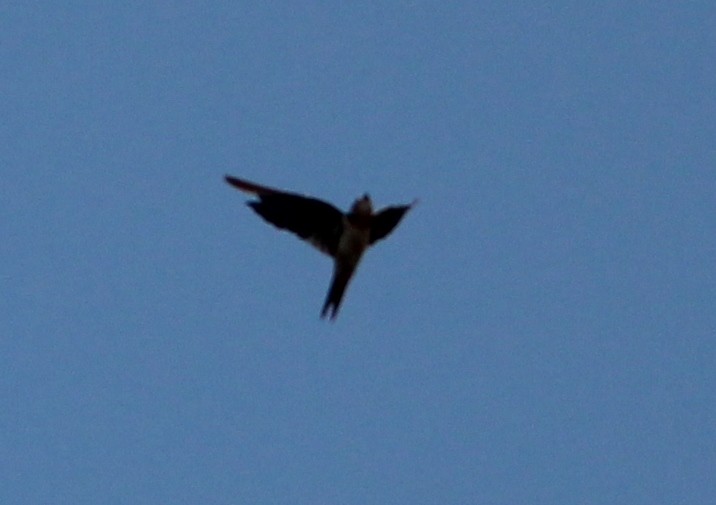Barn Swallow - ML49027281