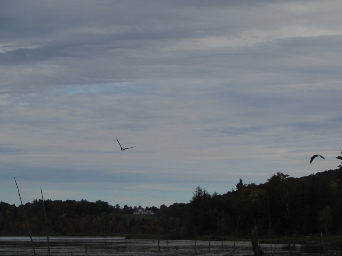 Vermont eBird Checklist 4 Oct 2022 Danby Pond Danby (56 acres
