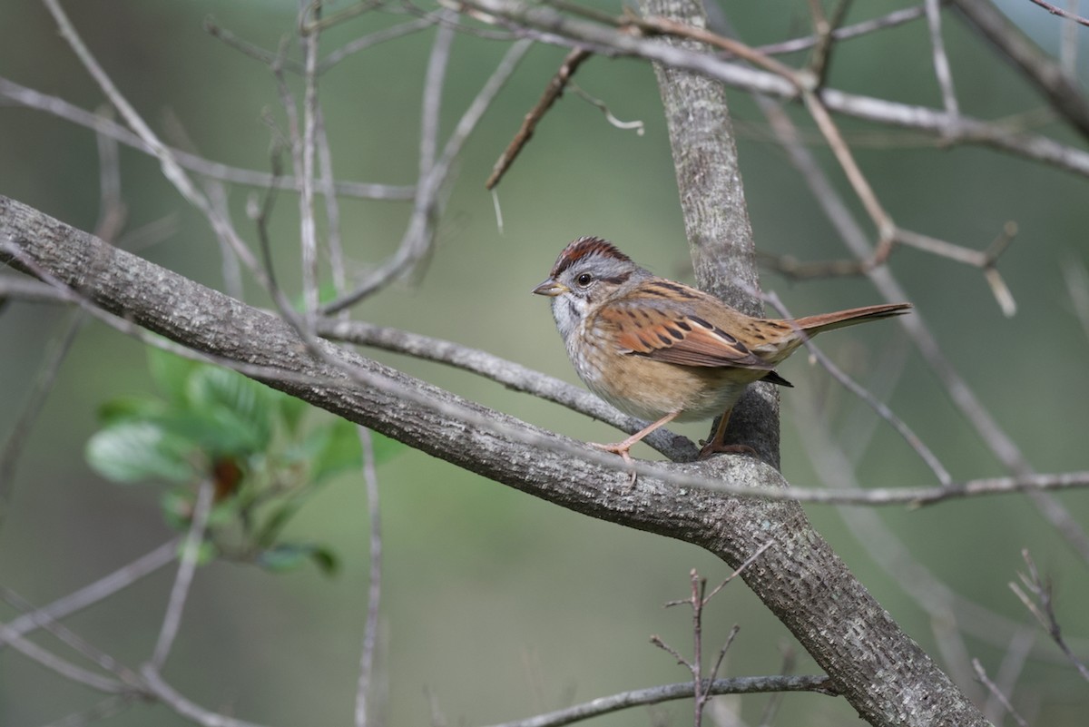 Swamp Sparrow - ML490273331