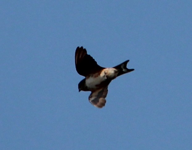 Cave Swallow - ML49027341