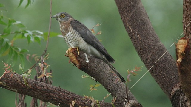 Common Hawk-Cuckoo - ML490274981
