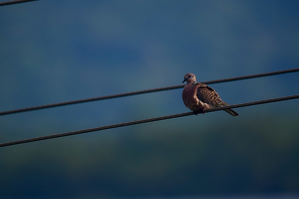 Spotted Dove - ML490280631