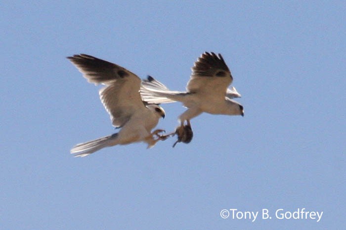 White-tailed Kite - Tony Godfrey