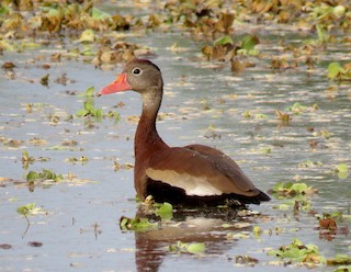 Black-bellied Whistling-Duck, ML49028441