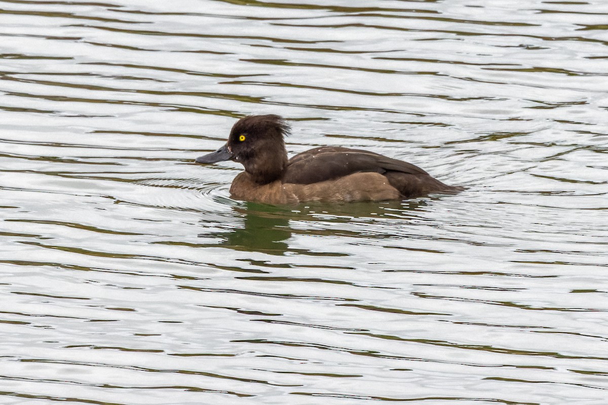 Tufted Duck - ML490296791