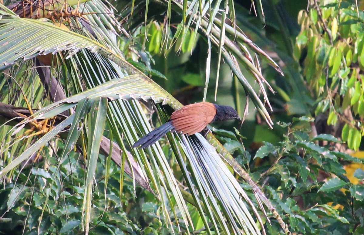 Greater Coucal - ML49029741