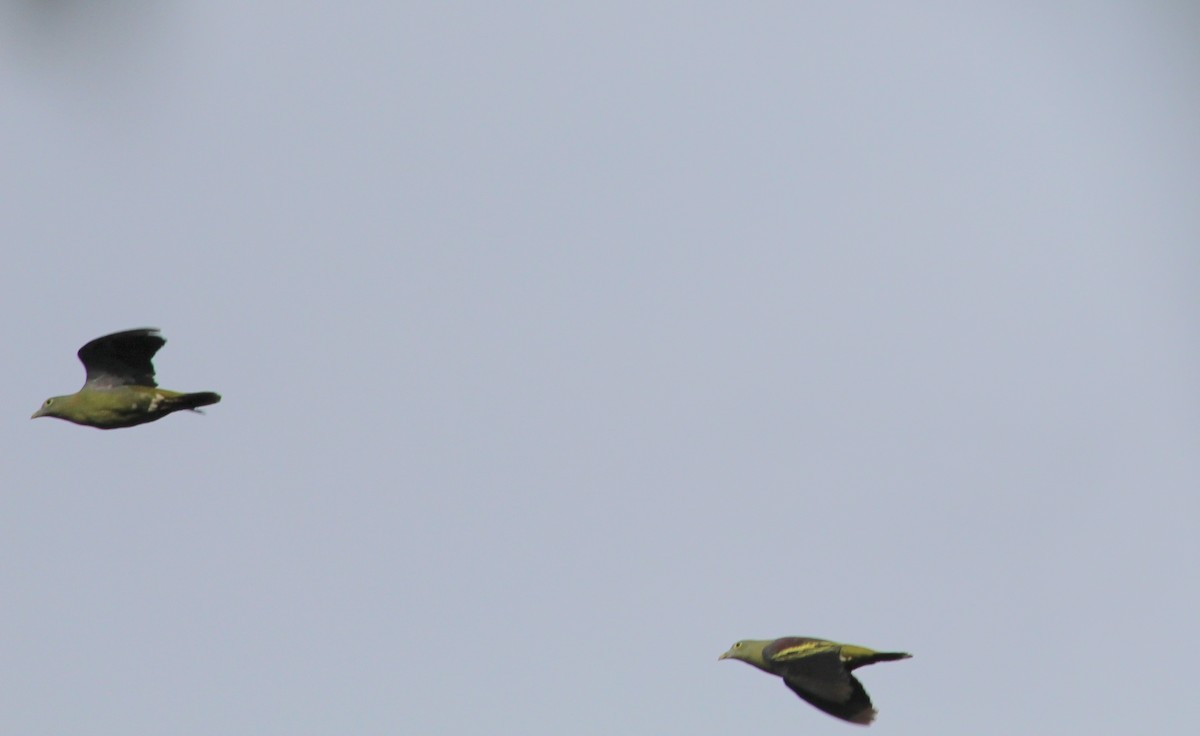 Серощёкий зелёный голубь - ML49029971