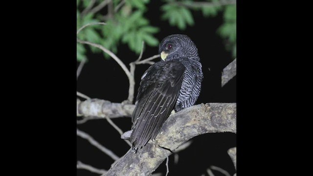 Black-banded Owl - ML490300711