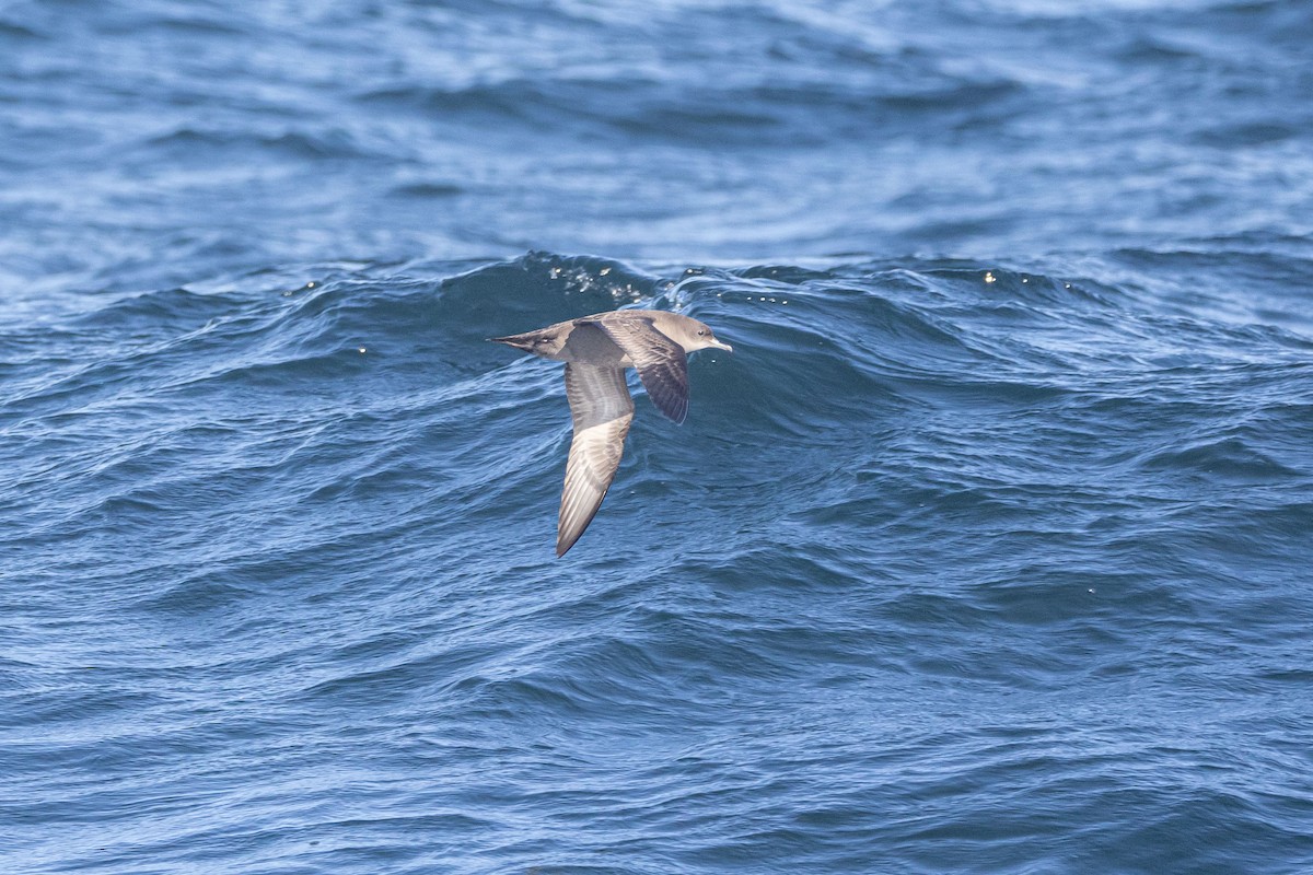 Pink-footed Shearwater - ML490301771