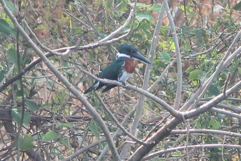 Amazon Kingfisher - ML49030221