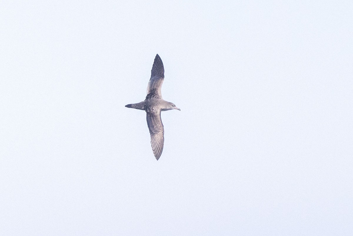 Pink-footed Shearwater - ML490303211