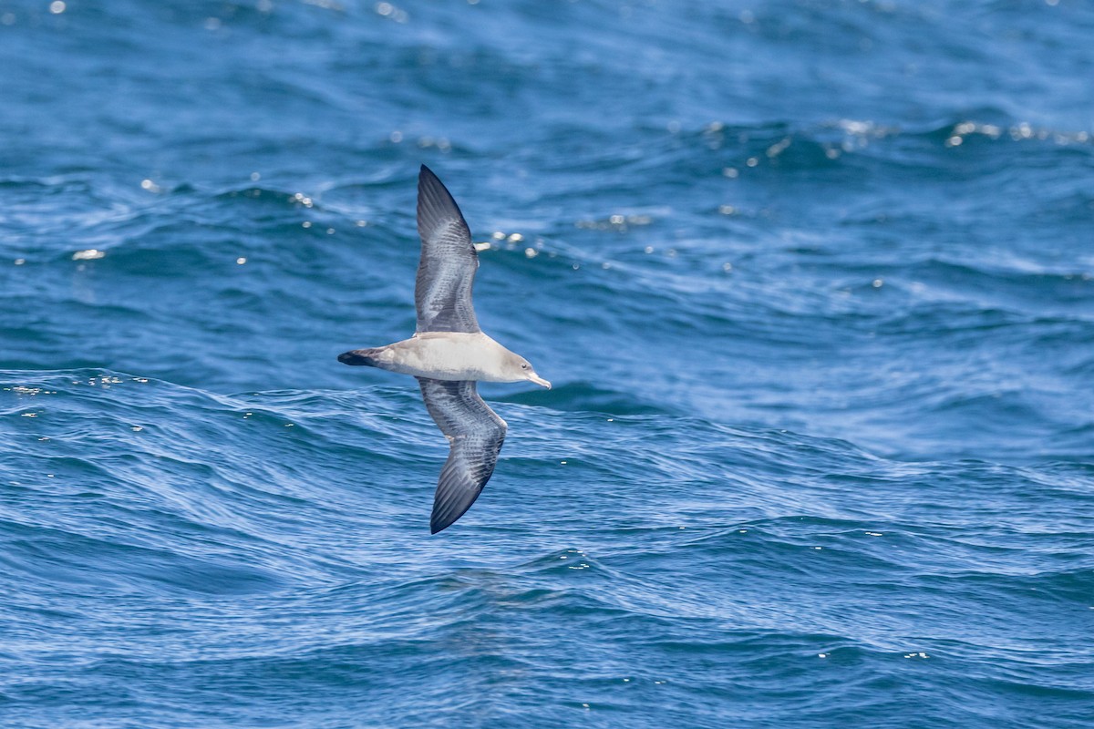 Pink-footed Shearwater - ML490303281