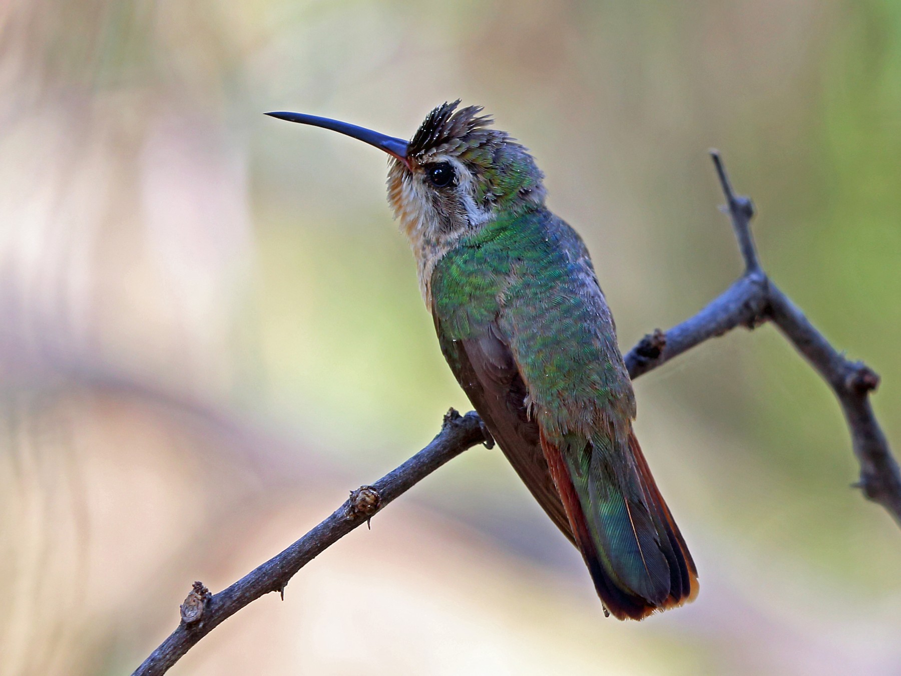 Xantus's Hummingbird - Nigel Voaden