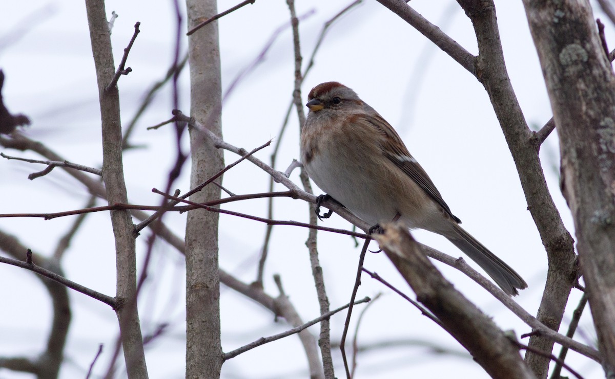 American Tree Sparrow - Angus Pritchard