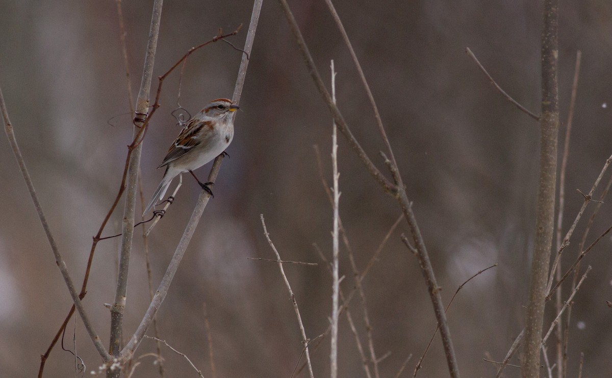 American Tree Sparrow - ML49031541