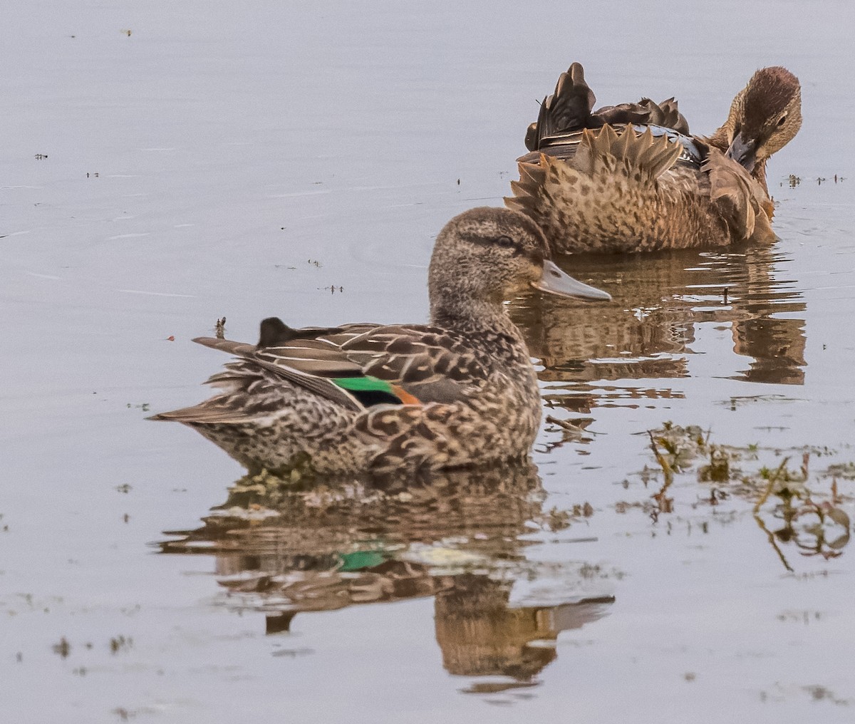 Green-winged Teal - ML490317351
