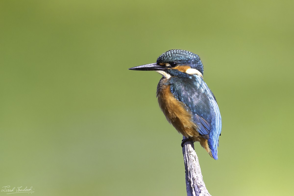 Common Kingfisher - Saad Towheed