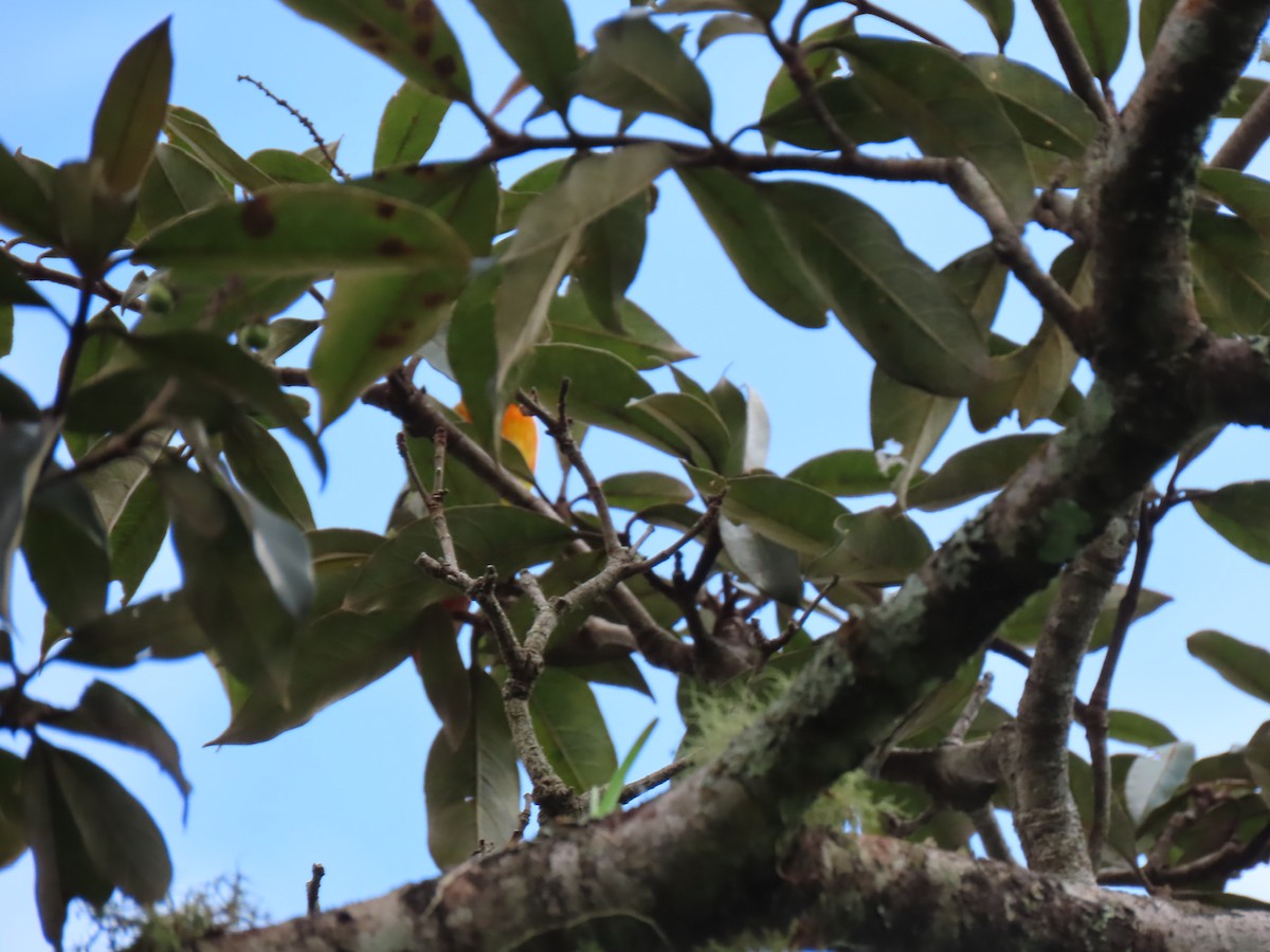 White-winged Tanager - ML490323911