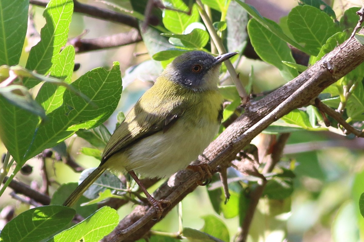 Yellow-breasted Apalis - ML49032561