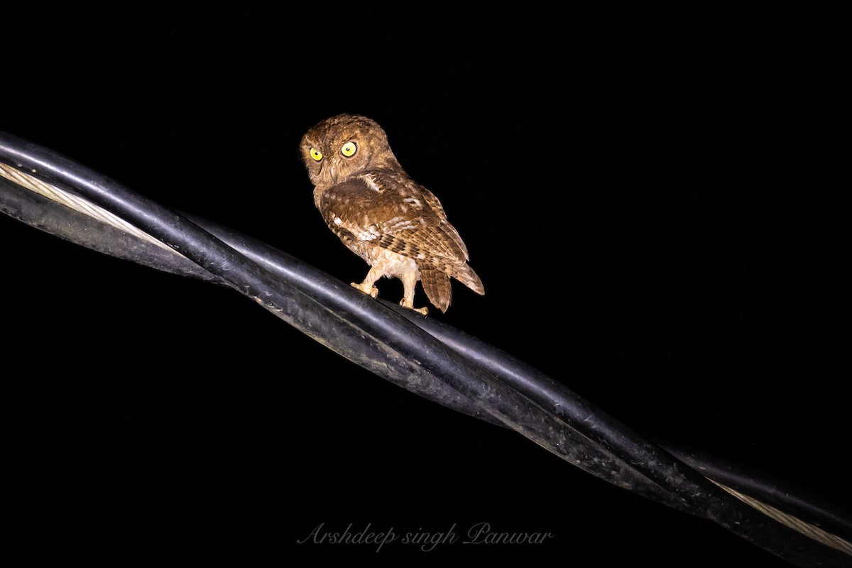 Nicobar Scops-Owl - Arshdeep singh Panwar